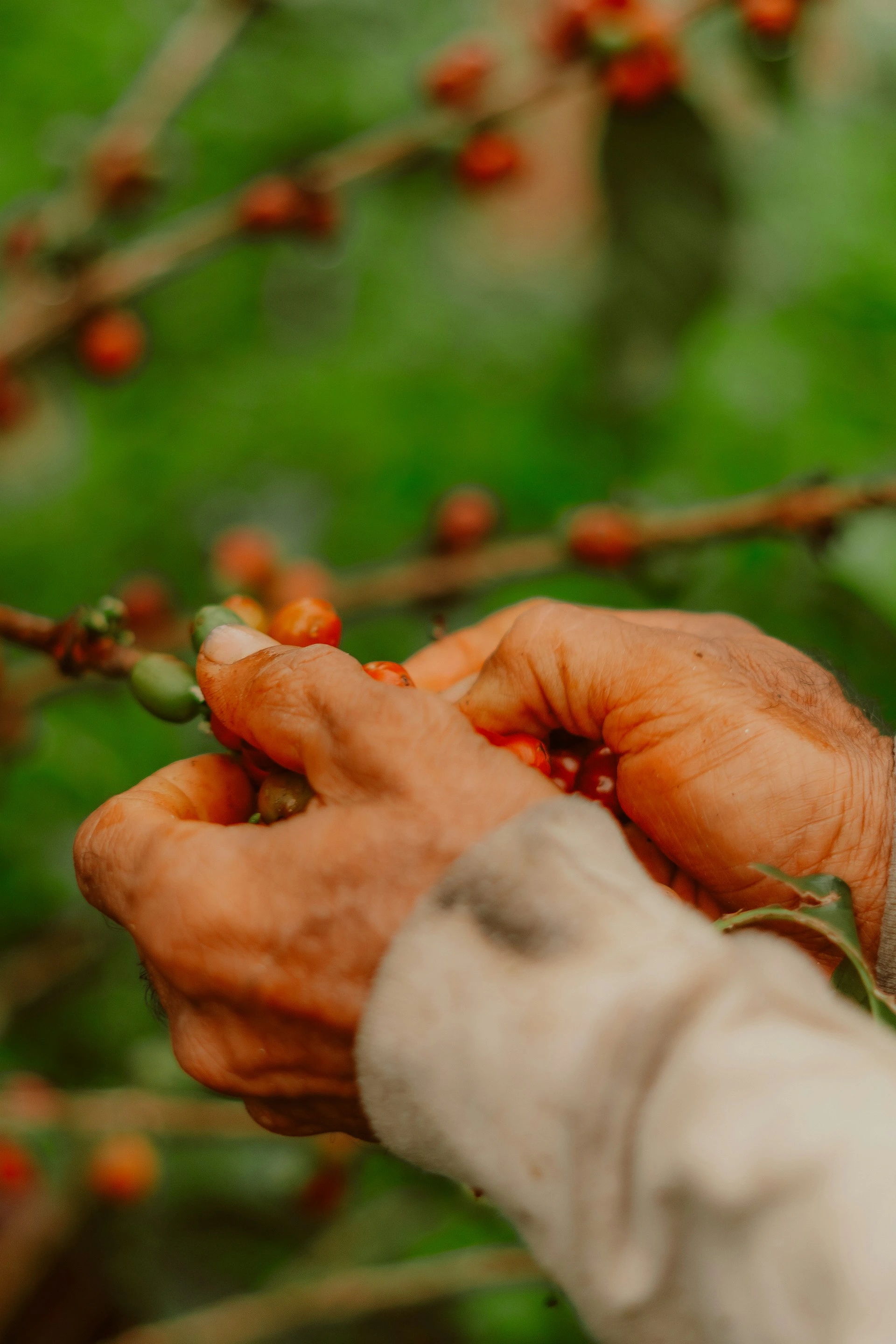 Coffee production at Finca Las Chicharras