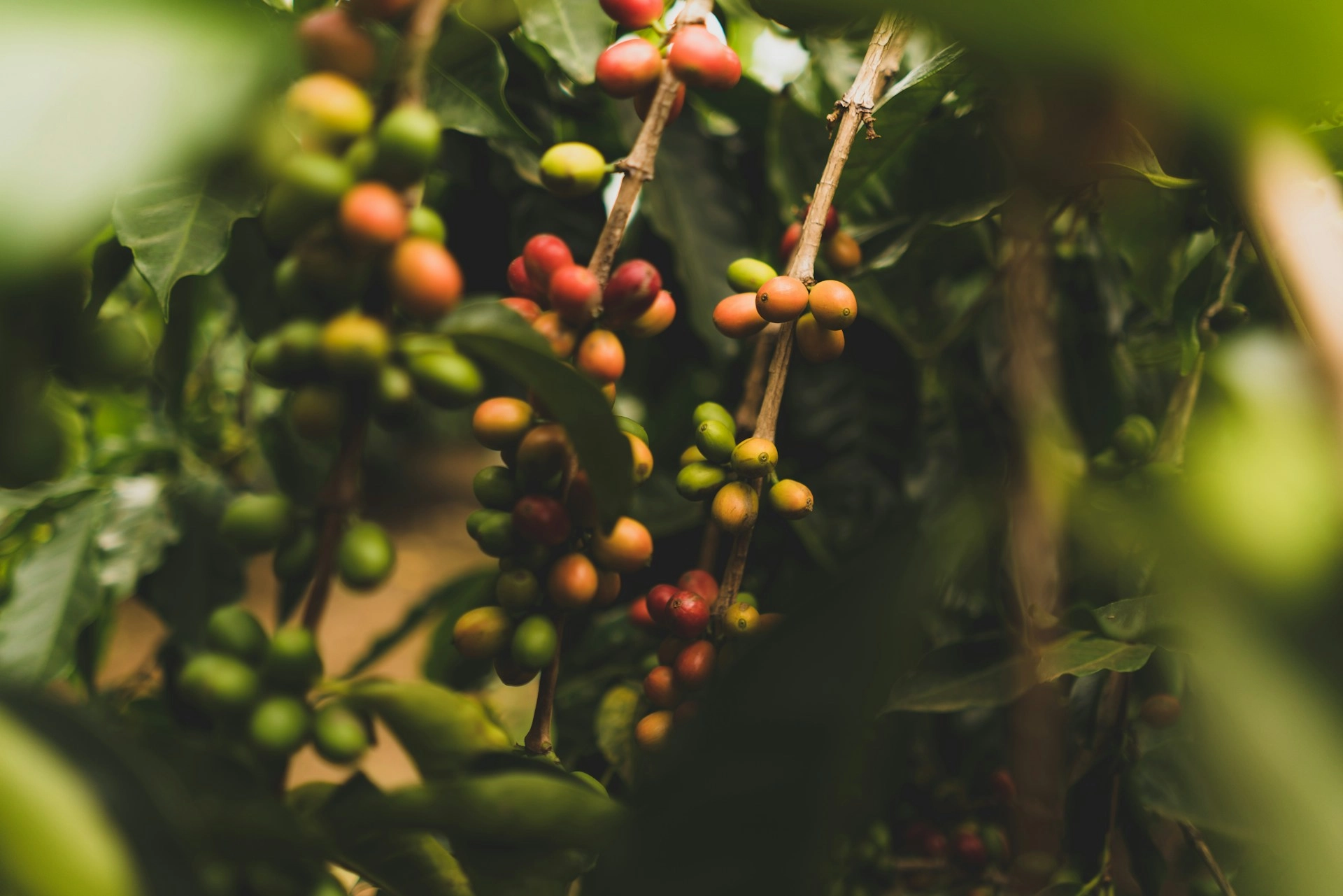 Coffee fields at Finca Las Chicharras in Chiapas