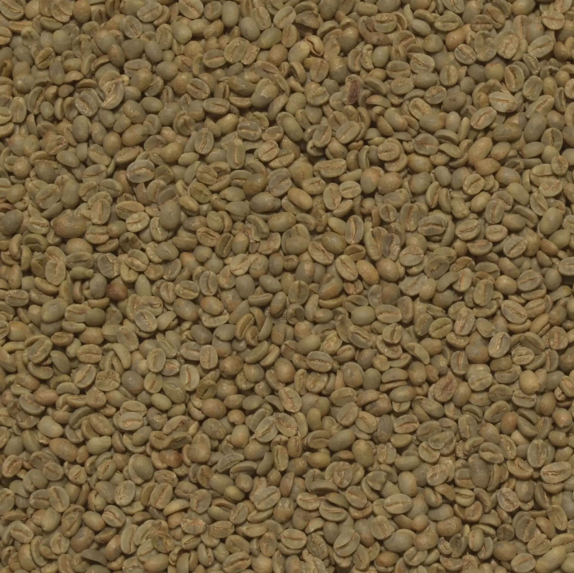 Green coffee · EP Chicharras