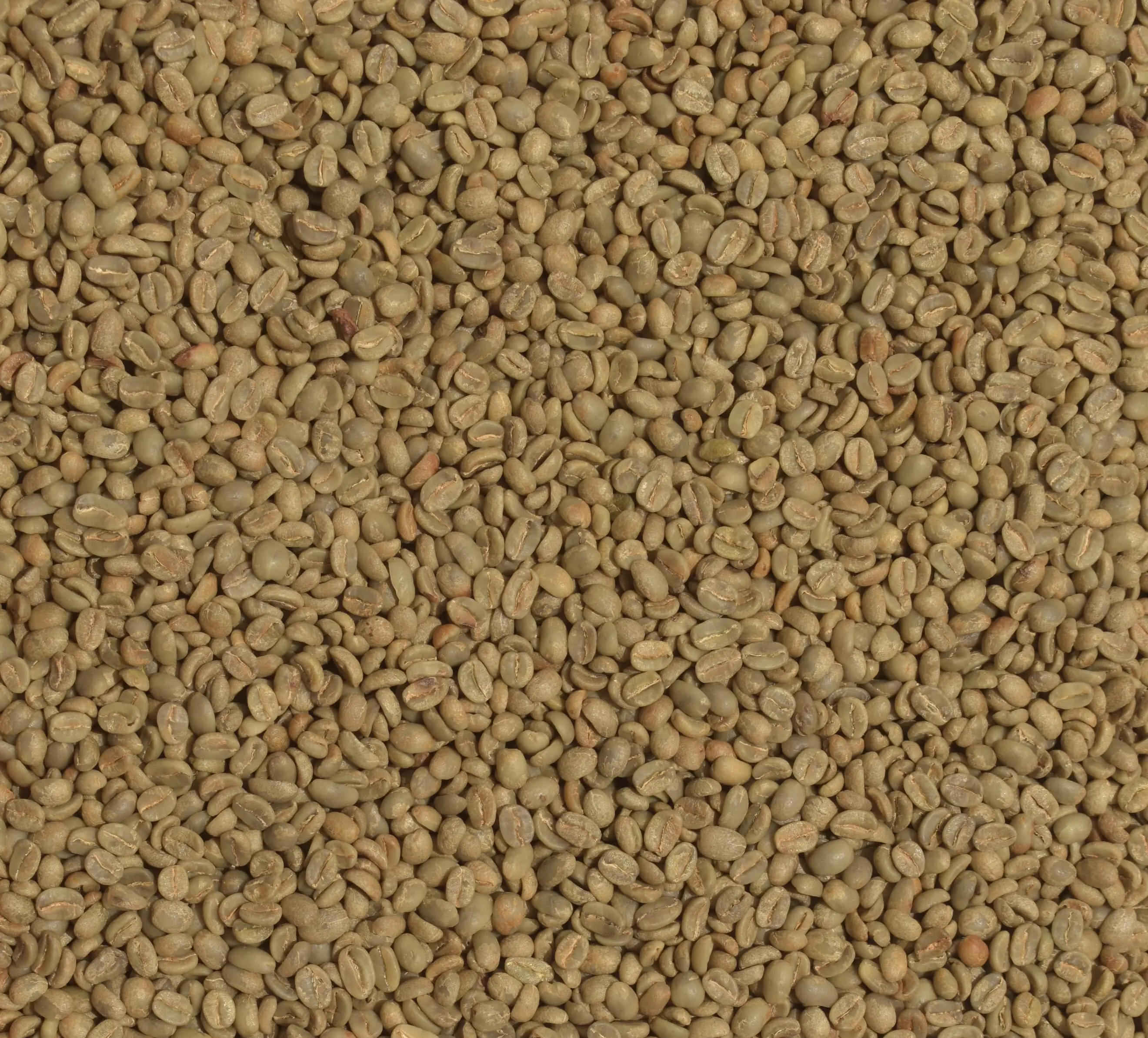 Green coffee · EP Navegante